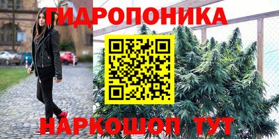 шишки Абакан